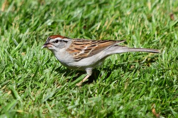 chipping sparrow bird on grass