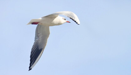 Common Black-headed Gull in flight, Larus ridibundus, birds of Montenegro