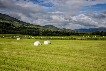 eingewickelte heuballen auf dem feld