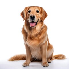Obraz premium Golden Retriever dog sitting on a white background, looking happy and friendly with a wagging tail