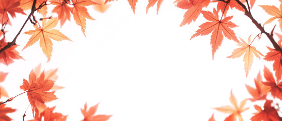 Fototapeta premium Vibrant Red Maple Leaves Frame White Background