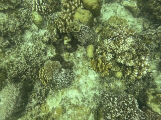 Coral Reef, Pulau Menteburg, Indonesia