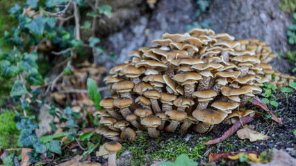 mushrooms in the forest