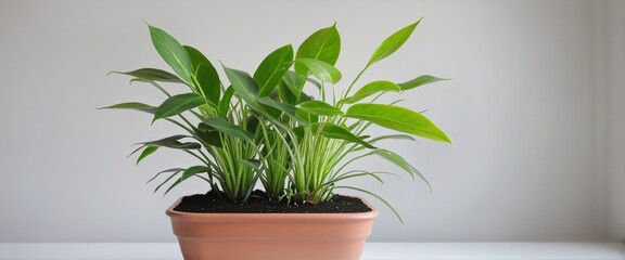 Urban Indoor Garden Essentials
