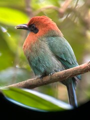 bird in forrest 