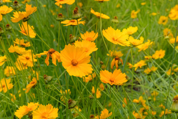 Coreopsis grandiflora in gardening. Yellow flowers in meadow. Blooming daisy. Cottage garden.
