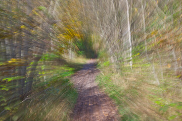ICM view of an alley in the forest