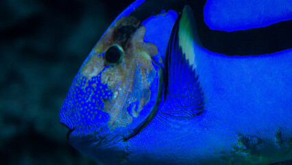 Blue Tang
