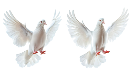 Pair of White Doves in Mid-Flight Against a Transparent Backdrop Generative AI