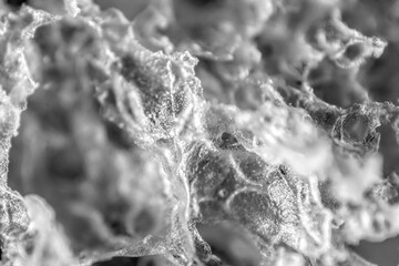 Monochromatic macro of gluten fibers in a slice of bread.  Organic scientific wonders closer than the eye can see.