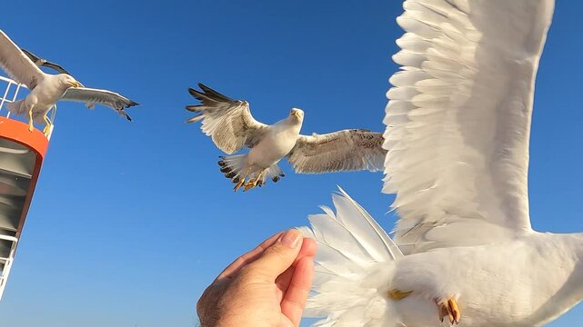 A flock of seagulls fight in flight for food from a man's hand on the ferry from Keramoti to Thassos in a clear sunny day