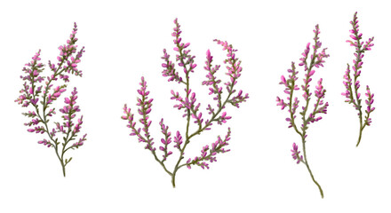 Nature flowers spring summer beauty peonies heathers branches 