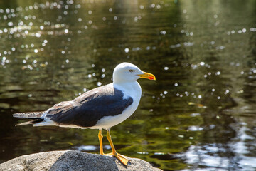 Möwe vor einem spiegeldem see