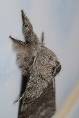 pale tussock insect macro photo