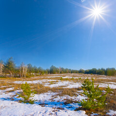 winter snowbound forest glade under a sparkle sun, seasonal outdoor landscape