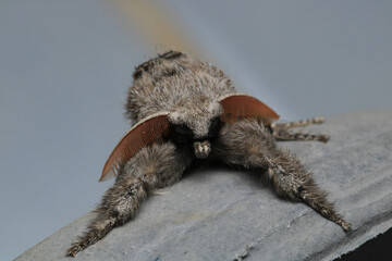 pale tussock insect macro photo
