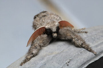 pale tussock insect macro photo