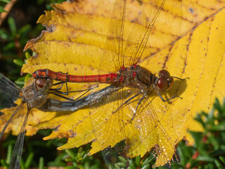 Nahaufnahme von zwei Heidelibellen (Sympetrum) die zur Paarung auf einem gelben Blatt sitzen.