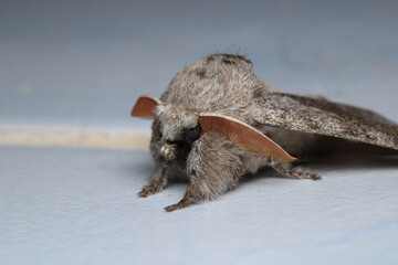 pale tussock insect macro photo