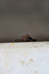 Black carpenter ant macro photo