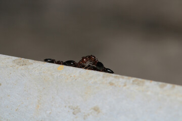 Black carpenter ant macro photo
