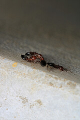 Black carpenter ant macro photo