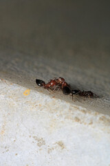 Black carpenter ant macro photo