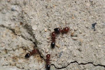 Black carpenter ant macro photo