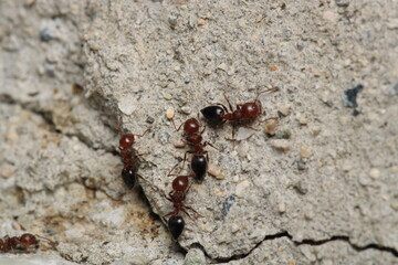 Black carpenter ant macro photo