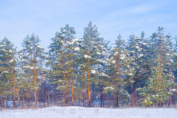 winter snowbound fir tree forest at the bright day, seasonal outdoor landscape