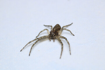 xysticus kochi spider macro photo