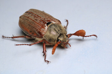 melolontha hippocastani insect macro photo