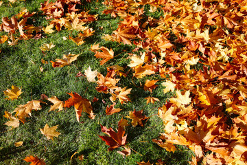 Autumn maple leaf fallen on the ground