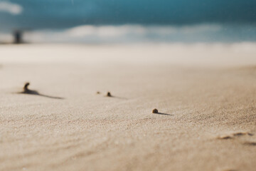 Close-up view of sandy beach with sunlit grains, gentle waves in the distance during a serene midday in summer