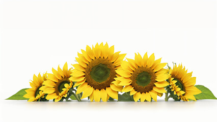 Obraz premium sunflower isolated on white