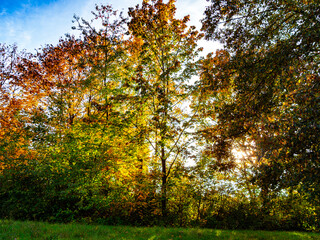 Einzigartige Herbststimmung in der Natur im Donaupark bei Sonnenschein