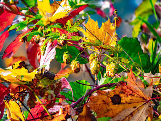 Einzigartige Herbststimmung in der Natur im Donaupark bei Sonnenschein