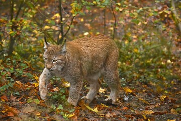 an adult lynx walks through the forest