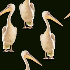 Multiple white pelicans in various poses isolated on black background. Seamless pattern design. Wildlife and animal print concept for wallpaper, textile, and print.