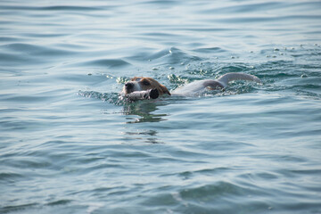 Fototapeta premium Close-up of a dog with a stick in its mouth, swimming in the sea.