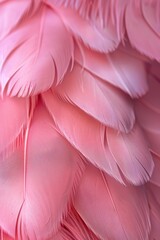 Primer plano de las plumas de un flamenco, plumas de flamenco, close-up del plumaje de un pájaro rosa