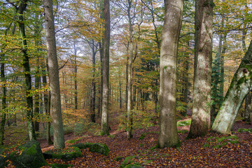 The Autumn Forest has colorful foliage, tall trees, and wildlife, enhancing the ecosystem