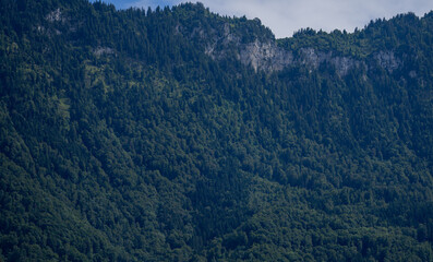 Forest background. Forest in the Alps mountains, Swiss. Mountain landscape. Forest landscape. Mountain side forest of trees in Switzerland. Ecosystem nature and environment concepts. Natural landscape