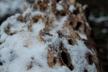wood eaten by insects, porous wood texture