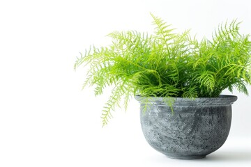Asparagus Fern in Flowerpot Isolated, House Plant in Flower Pot