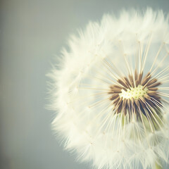 Close-Up of a Fluffy Dandelion Head Against a Light Green Background