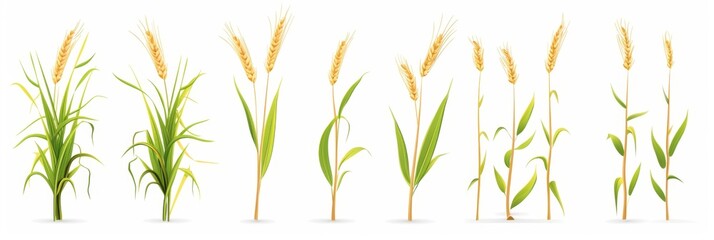Fototapeta premium Barley plant icon, wheat symbol, rice pictogram, rye green stalk, oat plant logo on white background