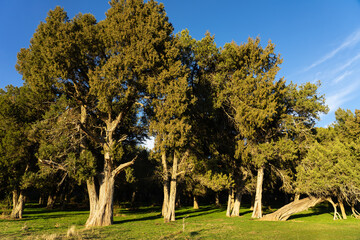 Calatañazor juniper forest in Soria at sunset, Castilla y Leon, Spain.