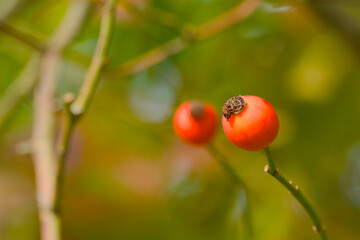 red rose hip on a twig close-up