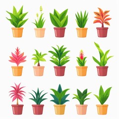 Bromeliad (Bromeliaceae genera) Pot Plant Icon Set, Bromeliaceae genera Plant Flat Design